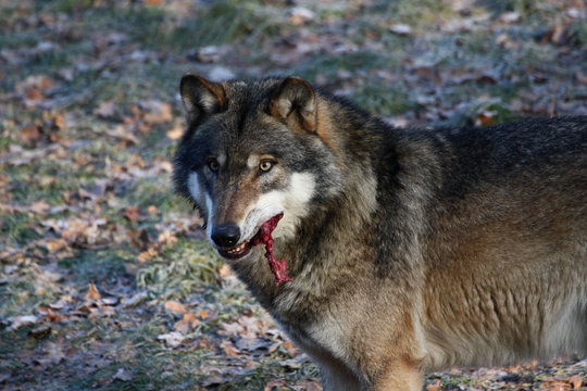 Fressender Wolf