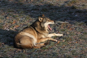 Eurasischer Wolf