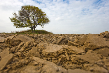 lonely tree