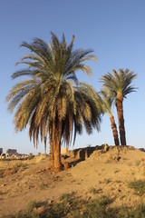 Fototapeta na wymiar palmiers temple de karnak egypte
