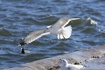 Seagull Landing 9714