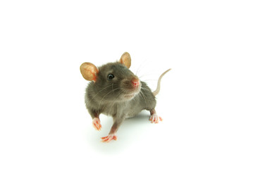 rat