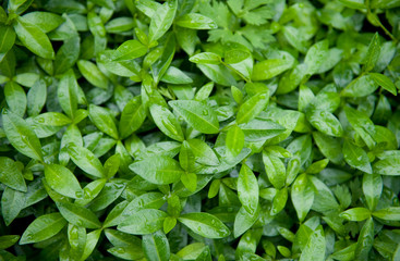 Green leafs background texture