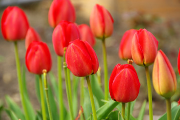 Tulpe - tulip 62