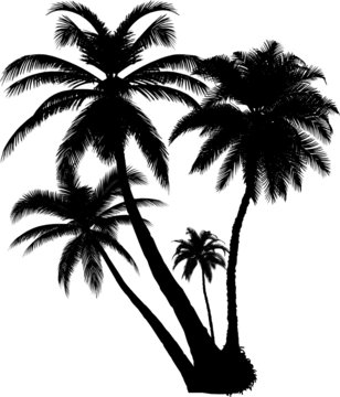 4 vector tropical palms and trees