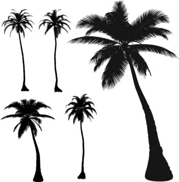 5  vector tropical palms and trees