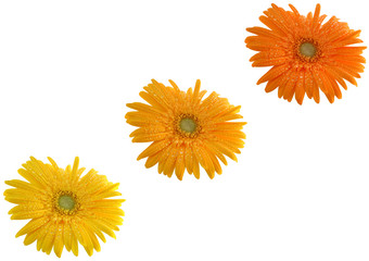 fleurs colorées de gerbera