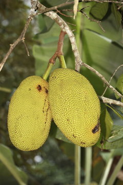 Artocarpus heterophyllus ( Jacquier )