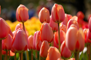 Softly colored orange tulips