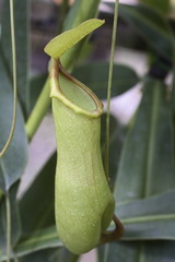 Nepenthes gracilis (Plante carnivore)