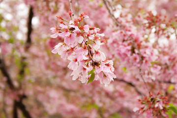 a branch of Japanese sakura