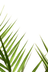 Fototapeta premium green leaf background