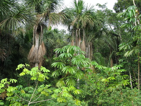 Vegetation Amazonas Regenwald, Brasilien