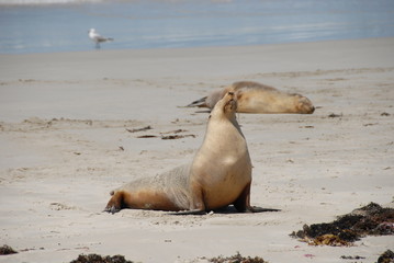 Otaries à Seal Bay sur Kangaroo Island 8
