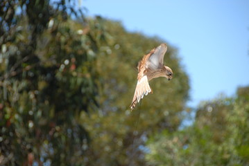 Rapace en vol en Australie