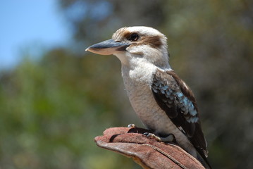 Martin-pêcheur en Australie 2