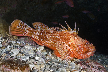 Scorfano