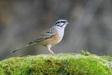 Escribano montesinos