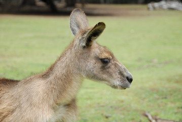 Kangourou forester en Tasmanie 6