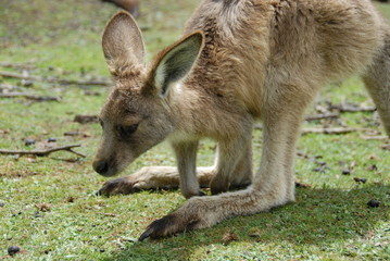 Kangourou forester en Tasmanie 1