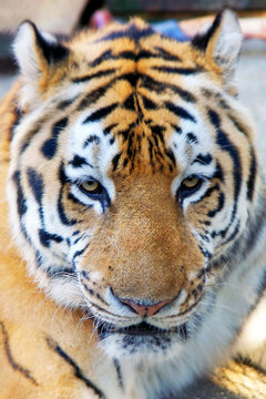 close up of tiger head