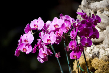 Orchids