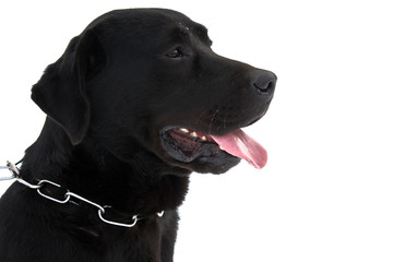 Labrador isolated on white