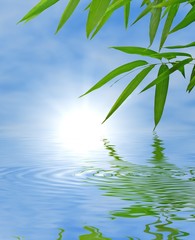 Fototapeta na wymiar Bamboo and sky reflected in the water; Zen atmosphere.