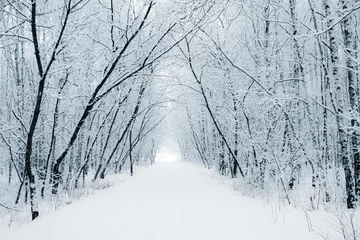 Papier Peint photo autocollant Hiver Allée blanche d& 39 hiver