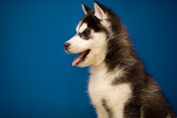 Obraz premium Siberian Husky puppy on blue