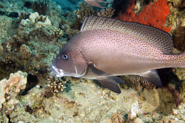 painted sweetlips