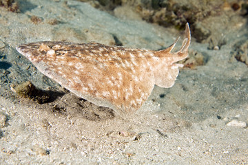 Blackspotted torpedo ray