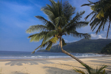 Cocos nucifera. Plage de Malaisie