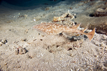 Blackspotted torpedo ray