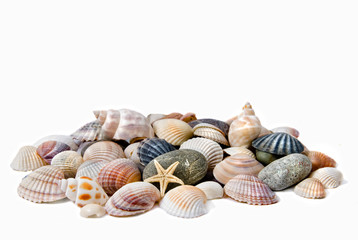 various color shells isolated on white