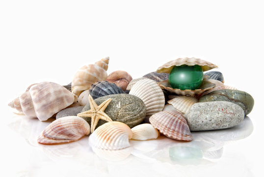 various color shells with stylized pearl isolated on white