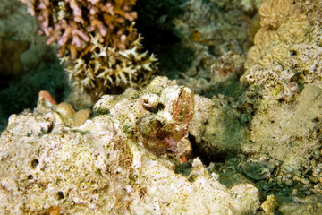 Fototapeta na wymiar bearded scorpionfish