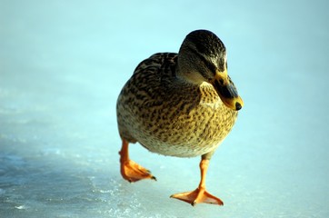 Wilde Ente am Teich. Winter