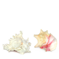 Conch Shell Beauties