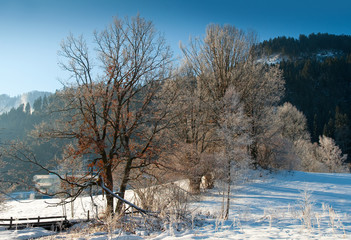 Bäume im Winter
