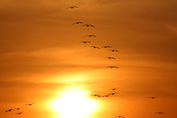 Pelicans and sunset
