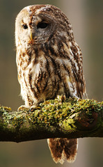 Eurasian Tawny Owl 3