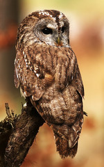 Eurasian Tawny Owl 4