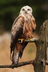 Black Kite 1