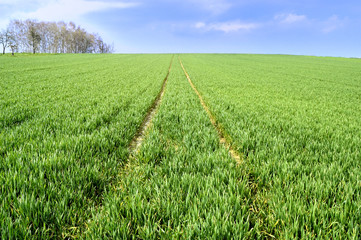 Obraz premium New Field of Wheat