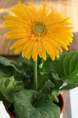 fleur de gerbera orange