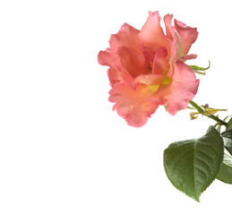 Obraz na płótnie Canvas Pink valentines rose
