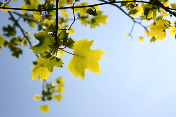 green summer leaves against sunny sky