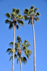 Fototapeta premium palm trees