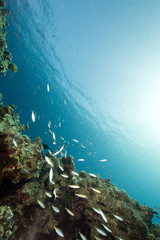 coral and fish